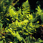 Hardy Fern Polystichum rigens